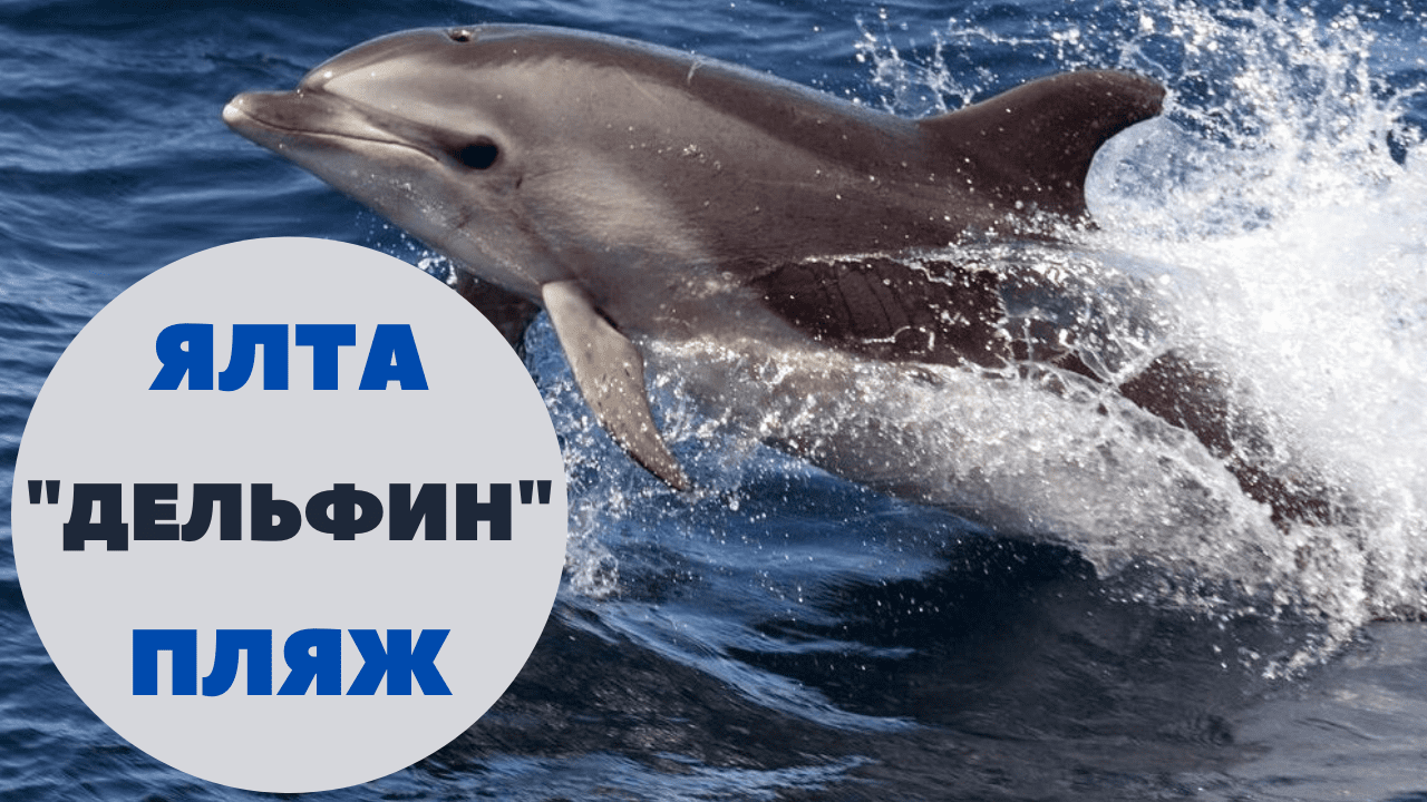 ЯЛТА август 2021 ПЛЯЖ ДЕЛЬФИН Ливадия обзор/видео после потопа! смотреть онлайн