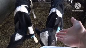 ХРЯК (Пьетрен-Макстер) ‼️такого не выдержал‼️ВЕС ПОРОСЁНКА В 35 ДНЕЙ‼️