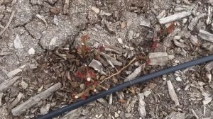 Обрезка роз весной, часть 3 .Питомник Роз Полины Козловой rozarium biz