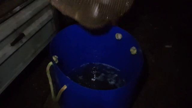 Запуск Форели.300 кг.Навеска до 2,3 кг.18.10.2022 г. смотреть онлайн