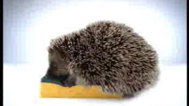 Ёжик покупатель смотреть онлайн