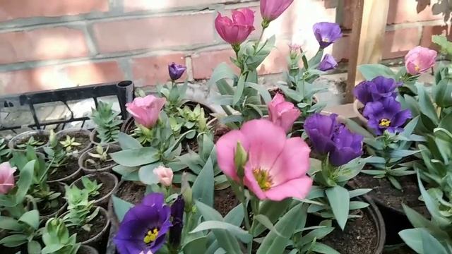 Эустома из своих семян.Мой "проект" закончен.Хотя всё ещё может быть... смотреть онлайн