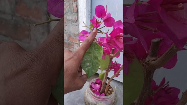 #bougainvillea #chitra | blooming charm #gardening смотреть онлайн