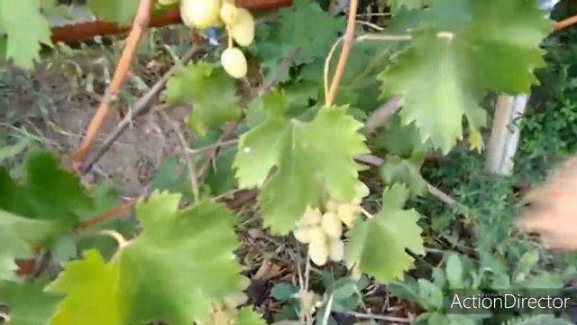 Скоро выставка-дегустация винограда в Липецке! 19 сентября. смотреть онлайн