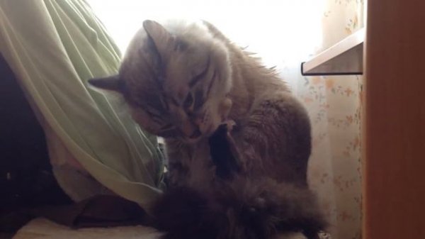 Кот лижет свою лапу и говорит!!!