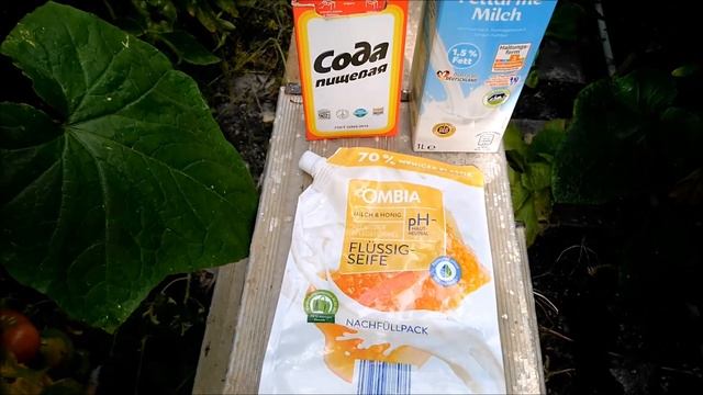 Этот раствор побеждает ГРИБКОВЫЕ ЗАБОЛЕВАНИЯ и ВРЕДИТЕЛЕЙ после профилактическоЙ ОБРАБОТКИ смотреть онлайн