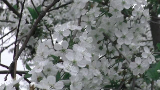 Первые цветы смотреть онлайн