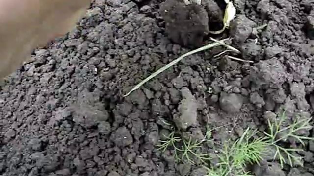 Смешанные посадки на моем огороде. смотреть онлайн