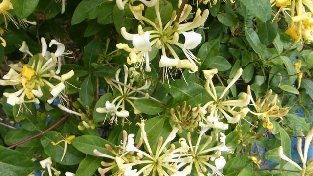 Honeysuckle - Lonicera periclymenum - Skógartoppur - Klifurjurt - Garðplanta смотреть онлайн