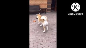 Акита Ину или же просто собака улыбака|Порода Акита Ину всё о породе??