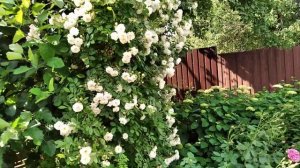 Роза плетистая, рамблер GHISLAINE DE FELIGONDE