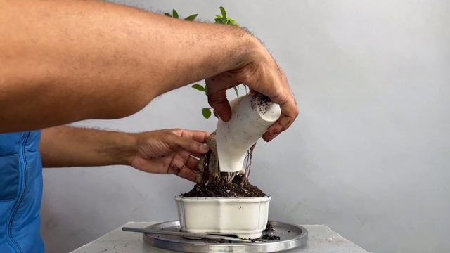 Naturalizing Grafted Ficus Ginseng, Ficus Microcarpa, Repotting, Part 2, July2022 смотреть онлайн