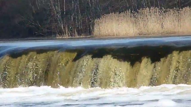 Вимба идет на нерест через порог Вентас румба /2 смотреть онлайн