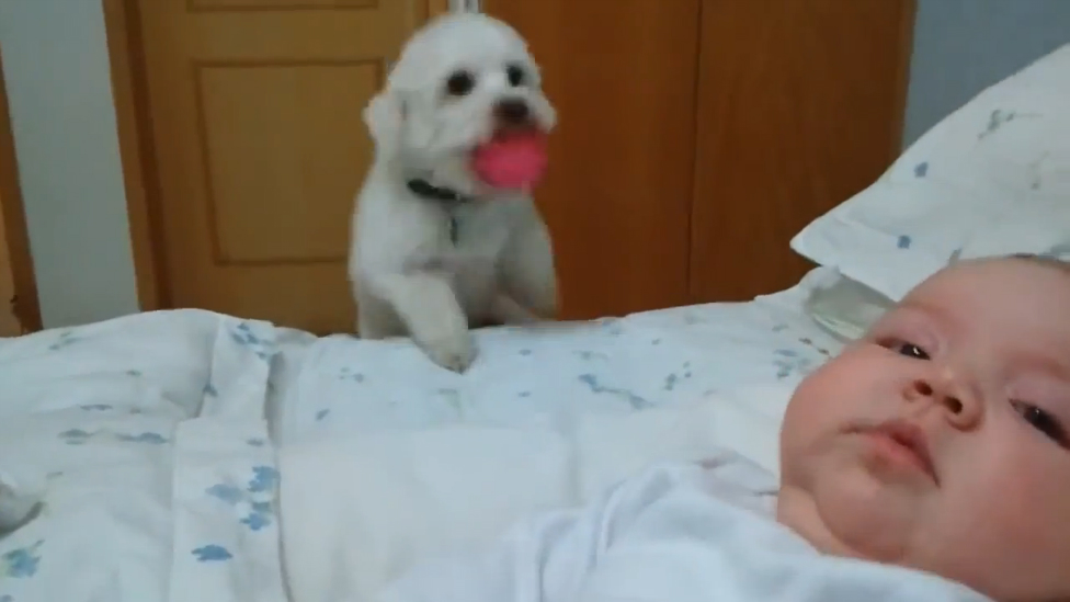 Щенок изо всех сил пытается увидеть малыша смотреть онлайн