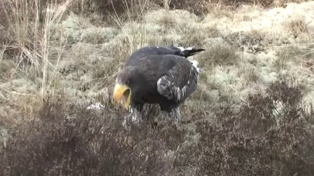 World largest eagle lands on a car - part 1 смотреть онлайн
