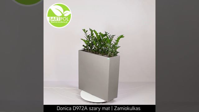 Donica D972A w kolorze szary mat i Zamiokulkas смотреть онлайн