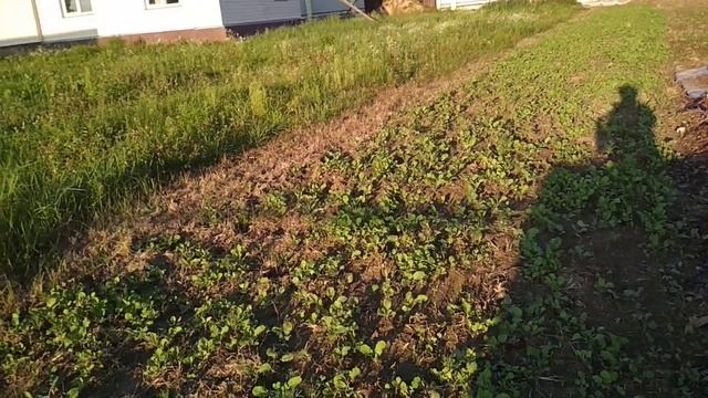 Как легко разработать заброшенный участок. 3 способа. смотреть онлайн