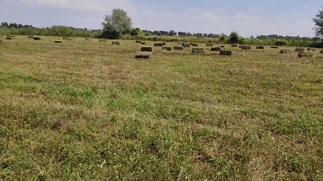 (579) за прессовали сено сегодня смотреть онлайн