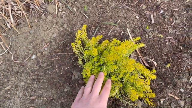 Planting Three Colorado Blue Spruces for Earth Day! 🌲🌲🌲 смотреть онлайн