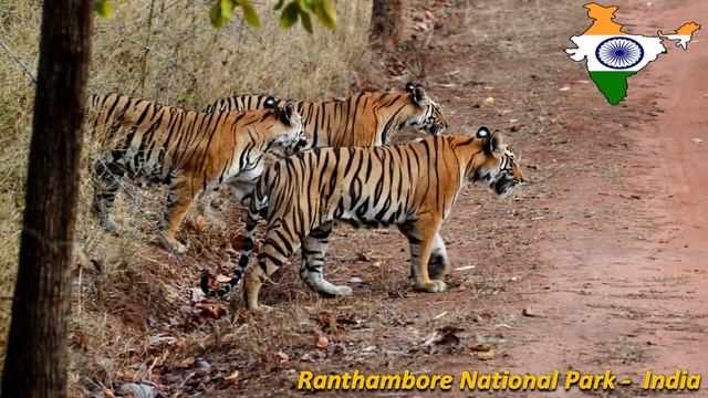 Ranthambore National Park in India смотреть онлайн