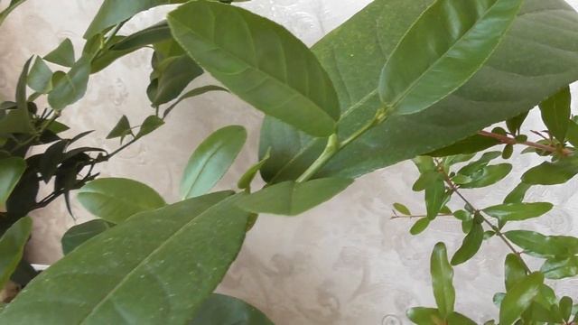 Лимон Пандероза - первое цветение, правила ухода