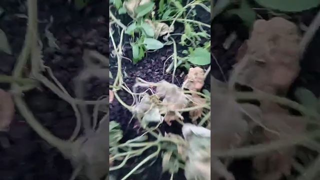 Термоукрывной материал 22.10.2023 часть 7 продолжение эксперимента смотреть онлайн