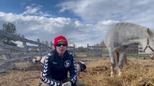 КОНСКИЙ НАВОЗ. ЖИДКИЙ КОНЦЕНТРАТ