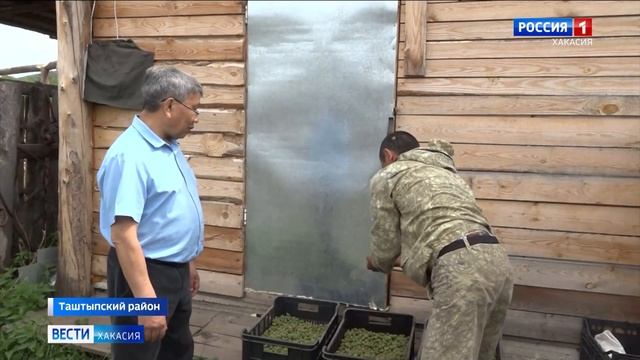 Сбор папоротника и сосновой шишки досрочно завершился в Хакасии смотреть онлайн