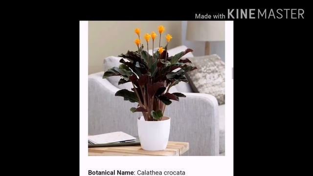 Calathea plants смотреть онлайн