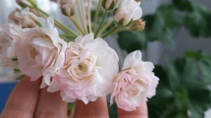 ТА- ЭММАНУЭЛЬ. ПЕЛАРГОНИЯ.