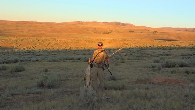 Big ass Bears!!! Coyote calling and Predator hunting at its Best! Tips and "how to"! смотреть онлайн