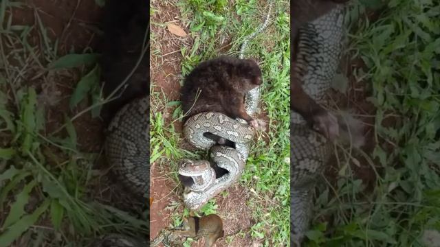 Python n Possum смотреть онлайн