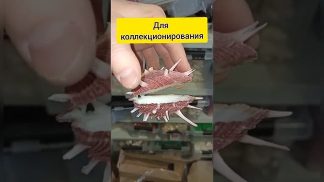 Морские ракушки, звёзды, кораллы и другие морские сувениры смотреть онлайн