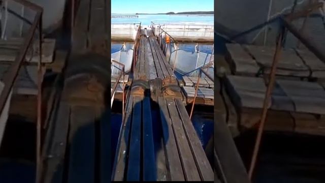 Подделка красной рыбы! смотреть онлайн