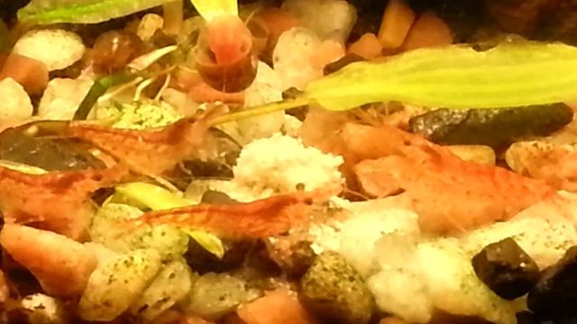 Креветки и микрорасбора галактика