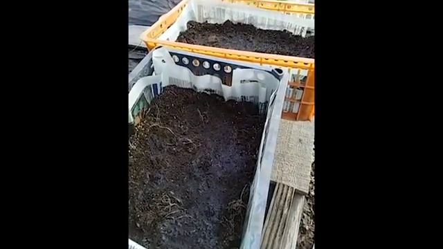 Посадка гладиолусов весной в пластиковых контейнерах в грунт. Марценюк Надежда. смотреть онлайн