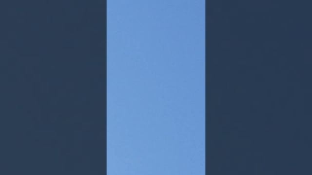 узбекские голуби и ястреб тетеревятник февраль 2022