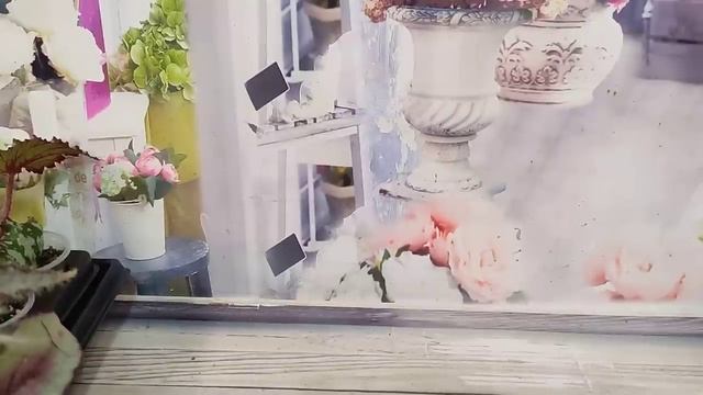 Огромный выбор бегоний декоративнолиственных. Полный список. Бронь на май. смотреть онлайн