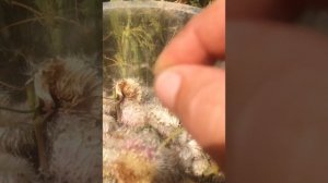 ГЕЛИХРИЗУМ(бессмертник)как собрать свои семена правильно