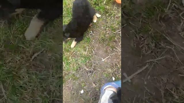 ПОДАРИ мне ЖИЗНЬ"бездомные животные || Климово смотреть онлайн