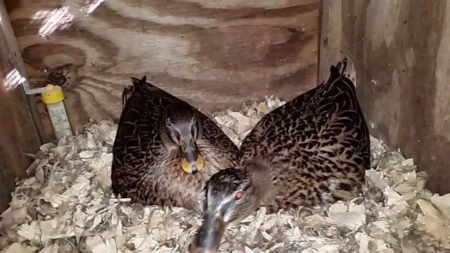 Pair of Broody Call Ducks смотреть онлайн