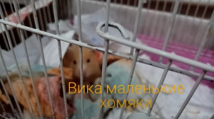 Вика маленькие хомяки
