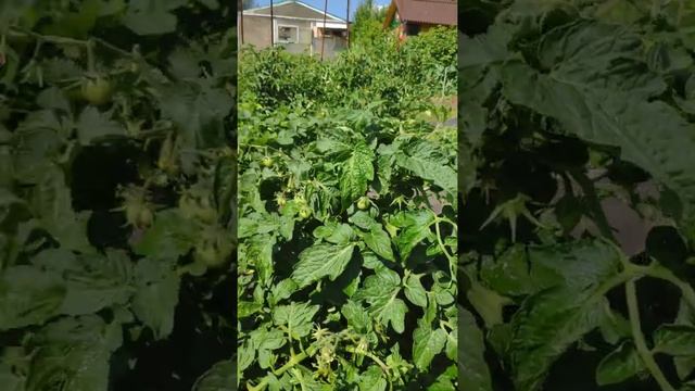 Томат" клуша")) смотреть онлайн