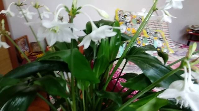 Эухарис (eucharis Amazonica) суперцветение и особенности ухода