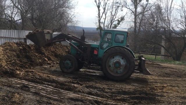 Погрузка навоза трактором Т-40АМ на Зил 131 смотреть онлайн