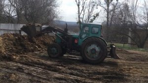 Погрузка навоза  трактором Т-40АМ   на Зил 131