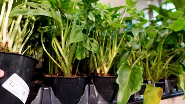 The Most Unique Houseplant Shop I've Ever Been Too! | Nicholson-Hardie Plant Shop Tour смотреть онлайн
