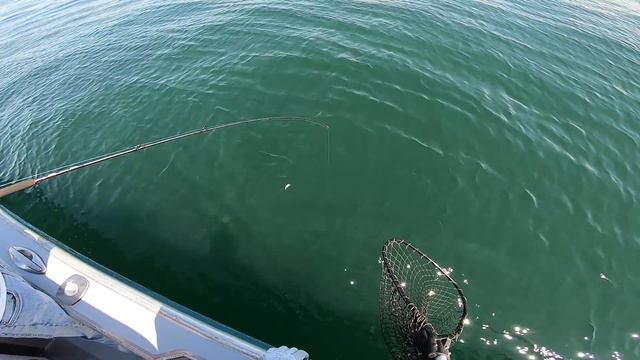 Ocean Fluke Jigging - Quality over Quantity! смотреть онлайн
