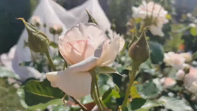 Лето,жара,июнь! смотреть онлайн