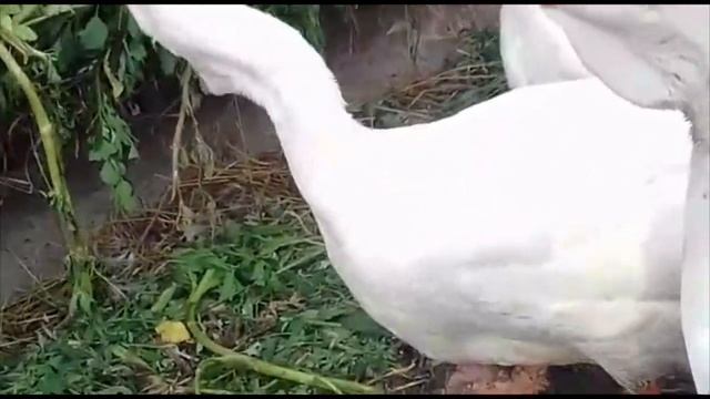 Холмогорские гусята и мускусные утята Николая Приходченко смотреть онлайн